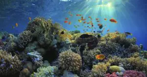 Best Marine Biology Colleges in Florida - 2022 HelpToStudy.com 2023