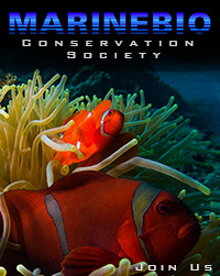 Donate to the The MarineBio Conservation Society | Marine biology