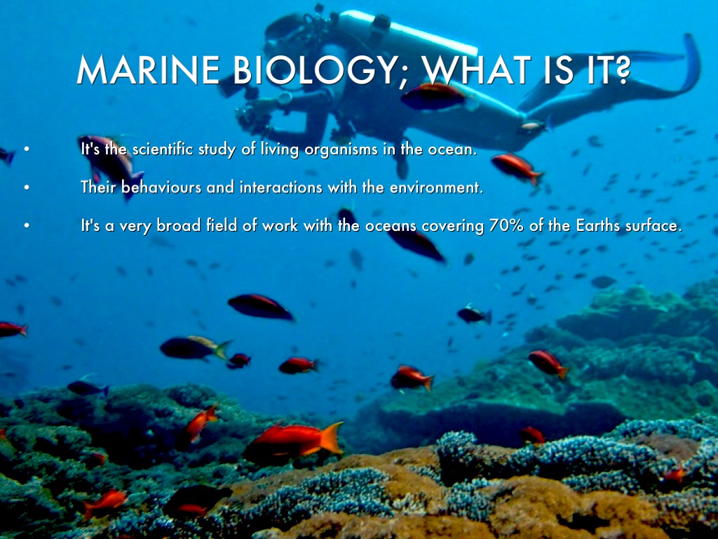 Marine Biology. by Katie Armstrong
