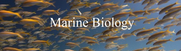 University With Marine Biology Programs: Software Free Download