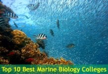 Top 10 Best Marine Biology Colleges in the USA | BioExplorer.Net