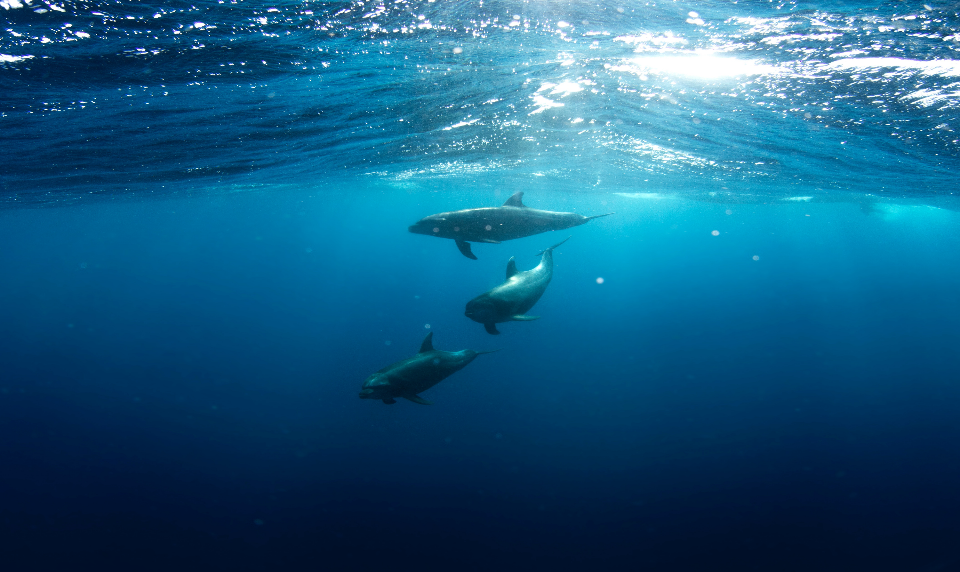 Study Marine Science abroad - Find & compare degrees