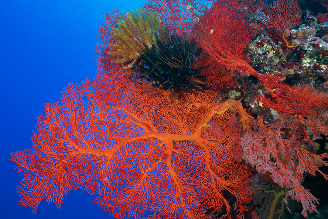 Marine Science | Undergraduate Programs | The University of Southern